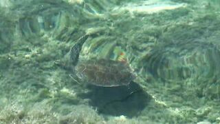 Большие крабы голыми руками продолжаем поиск собственного необитаемого острова