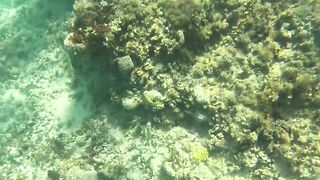 Большие крабы голыми руками продолжаем поиск собственного необитаемого острова