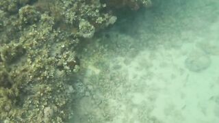 Большие крабы голыми руками продолжаем поиск собственного необитаемого острова