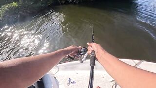 Короткая topwater-сессия по mangrove jack Bentota Sri Lanka утренний кастинг по корягам