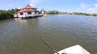 Короткая topwater-сессия по mangrove jack Bentota Sri Lanka утренний кастинг по корягам