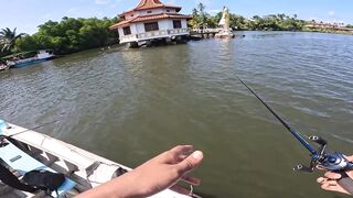 Короткая topwater-сессия по mangrove jack Bentota Sri Lanka утренний кастинг по корягам