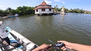 Короткая topwater-сессия по mangrove jack Bentota Sri Lanka утренний кастинг по корягам