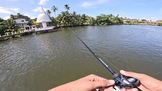 Короткая topwater-сессия по mangrove jack Bentota Sri Lanka утренний кастинг по корягам
