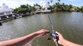 Короткая topwater-сессия по mangrove jack Bentota Sri Lanka утренний кастинг по корягам