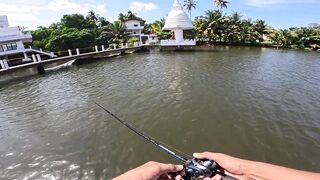 Короткая topwater-сессия по mangrove jack Bentota Sri Lanka утренний кастинг по корягам