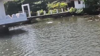 Короткая topwater-сессия по mangrove jack Bentota Sri Lanka утренний кастинг по корягам