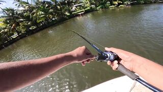 Короткая topwater-сессия по mangrove jack Bentota Sri Lanka утренний кастинг по корягам