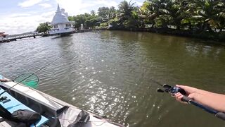 Короткая topwater-сессия по mangrove jack Bentota Sri Lanka утренний кастинг по корягам