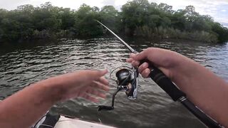 Короткая topwater-сессия по mangrove jack Bentota Sri Lanka утренний кастинг по корягам