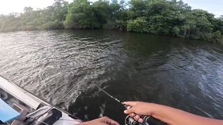 Короткая topwater-сессия по mangrove jack Bentota Sri Lanka утренний кастинг по корягам