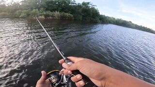 Короткая topwater-сессия по mangrove jack Bentota Sri Lanka утренний кастинг по корягам