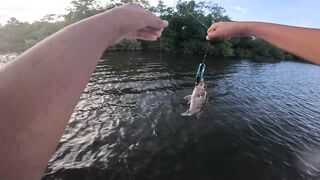 Короткая topwater-сессия по mangrove jack Bentota Sri Lanka утренний кастинг по корягам