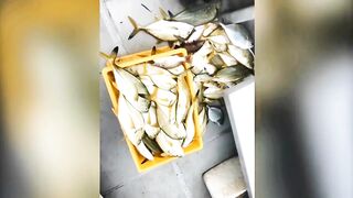 Malubanna Bentota deep sea морская рыбалка и джиг в Индийском океане у Шри-Ланки