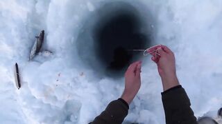 Крабы ловятся по два сразу: морская добыча на мелководье и в камнях