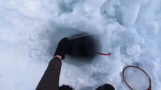 Крабы ловятся по два сразу: морская добыча на мелководье и в камнях