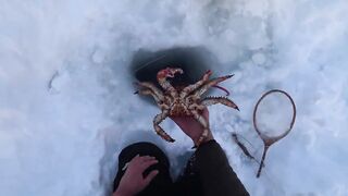 Крабы ловятся по два сразу: морская добыча на мелководье и в камнях