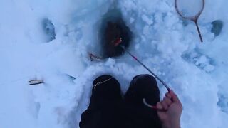 Крабы ловятся по два сразу: морская добыча на мелководье и в камнях