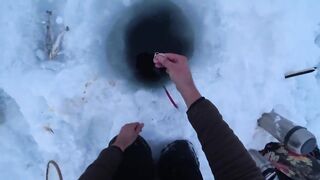 Крабы ловятся по два сразу: морская добыча на мелководье и в камнях