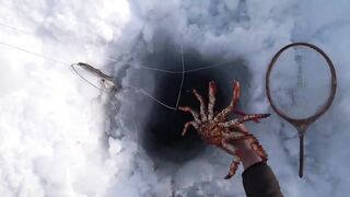 Крабы ловятся по два сразу: морская добыча на мелководье и в камнях