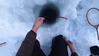 Крабы ловятся по два сразу: морская добыча на мелководье и в камнях