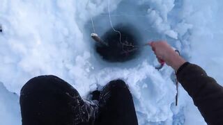 Крабы ловятся по два сразу: морская добыча на мелководье и в камнях