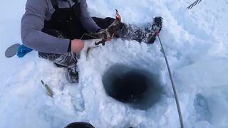 Крабы ловятся по два сразу: морская добыча на мелководье и в камнях