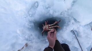 Крабы ловятся по два сразу: морская добыча на мелководье и в камнях