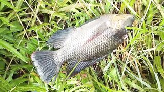 Деревенская рыбацкая жизнь лодки сети и ежедневная рыбалка на рассвете в маленьком посёлке