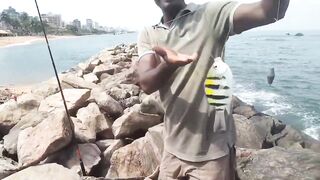 Island Hook Fishing Video улов креветки и рыбы у берега Веллаватте на шумной улице Шри Ланки