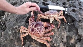 Ловля больших крабов руками в поисках необитаемого острова среди лагун и рифов