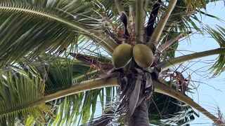 Ловля больших крабов руками в поисках необитаемого острова среди лагун и рифов