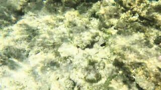 Ловля больших крабов руками в поисках необитаемого острова среди лагун и рифов