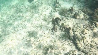 Ловля больших крабов руками в поисках необитаемого острова среди лагун и рифов