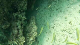 Ловля больших крабов руками в поисках необитаемого острова среди лагун и рифов