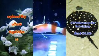 Топ 10 самых дорогих видов рыбы в мире: чем они отличаются от остальных