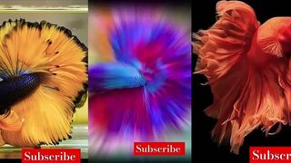 Любовь к ярким fish fights и рыбалке кто готов тянуть до последнего