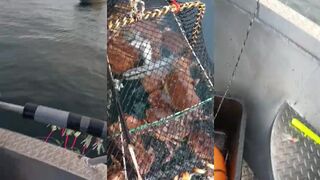 Рыбалка на крабов в Норвегии холодное море тяжёлые ловушки и северный ветер