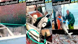 Как ловят рыбу в глубоком море традиционная арабская морская рыбалка