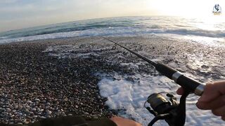 Yazılı orkinos у берега здесь утром и вечером тунец играет в прибрежных волнах