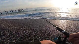 Yazılı orkinos у берега здесь утром и вечером тунец играет в прибрежных волнах