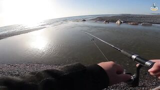 Yazılı orkinos у берега здесь утром и вечером тунец играет в прибрежных волнах