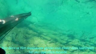 Окурджалар, остров и окрестности подводный дайвинг и разведка местной рыбы