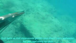 Окурджалар, остров и окрестности подводный дайвинг и разведка местной рыбы