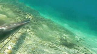 Окурджалар, остров и окрестности подводный дайвинг и разведка местной рыбы