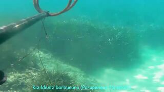 Окурджалар, остров и окрестности подводный дайвинг и разведка местной рыбы