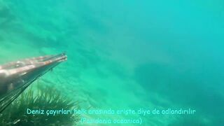 Окурджалар, остров и окрестности подводный дайвинг и разведка местной рыбы