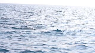 Рыбалка в Катаре с Fahd Al Bushri от выхода в море до свежей рыбы на семейном столе