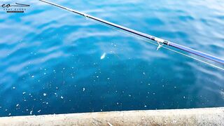 Çandarlı Limanı: экшеновый морской выход lambuka sinarit меркан и чепура в одном улове