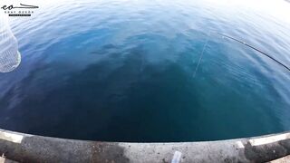 Çandarlı Limanı: экшеновый морской выход lambuka sinarit меркан и чепура в одном улове